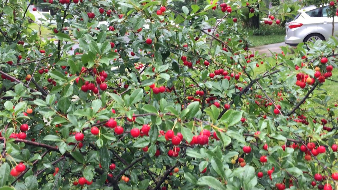 The amazing Carmine Jewel sour cherry