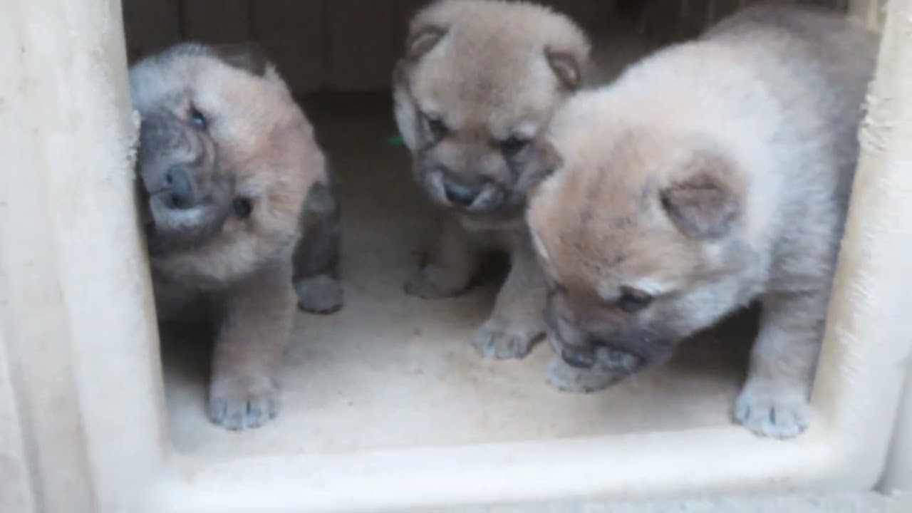 喧嘩をしかける子犬