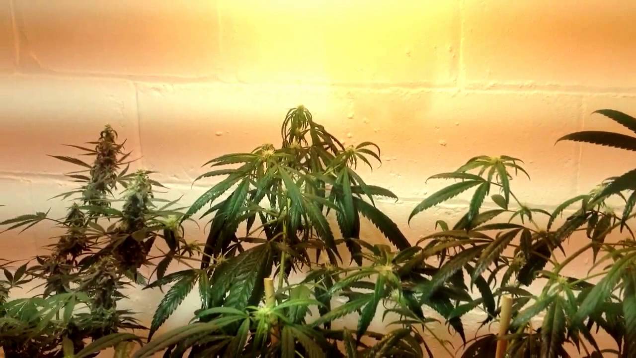 Green Thumb Girls- Low Stress Training Update