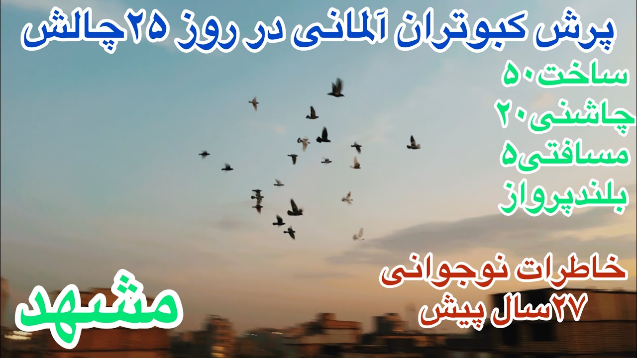 (قسمت۱۶۰)پرش کبوتران آلمانی روز۲۵چالش ساخت۵۰چاشنی۲۰ مسافتی/خاطرات نوجوانی/روش هدف نویسی/نظافت پله ها