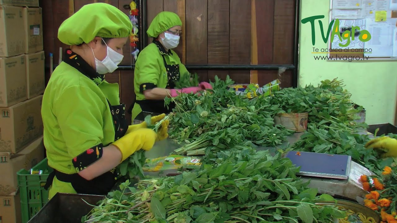 Producción y comercialización de hierbas aromáticas - TvAgro por Juan Gonzalo Angel