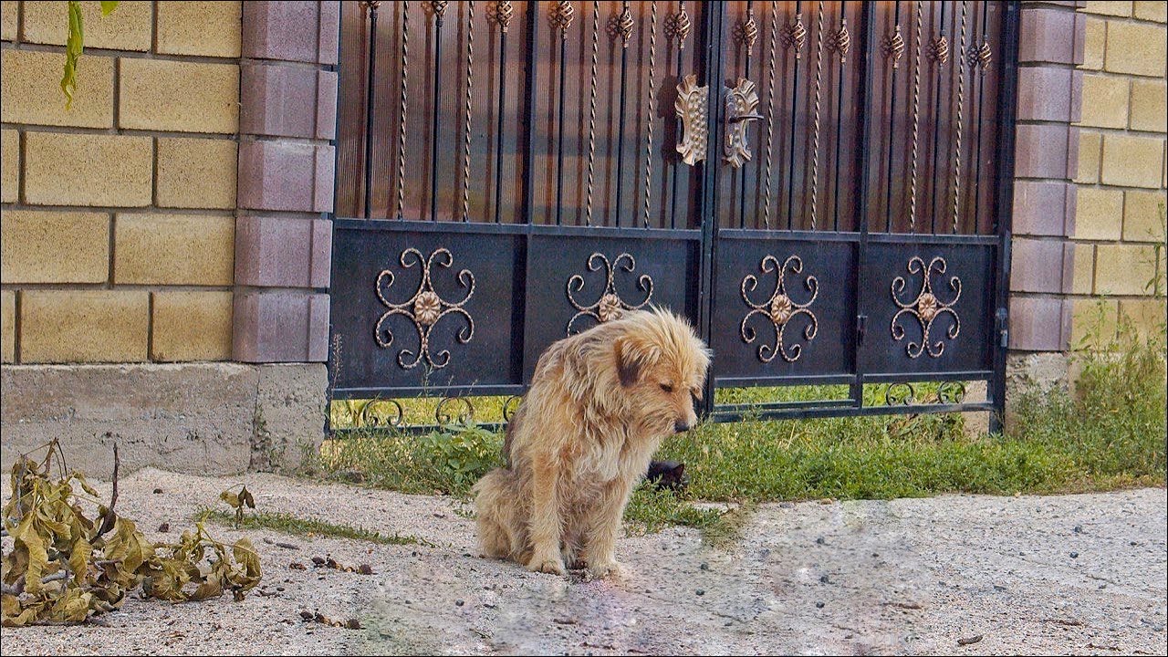 Owner Abandoned his Dog on the Street After Selling House