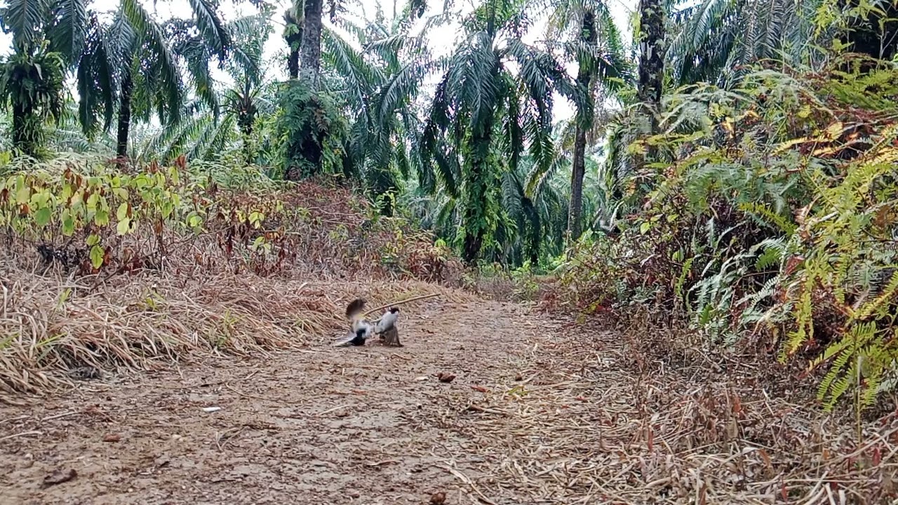 Lagi lagi (BALING) poin lagi ke 8