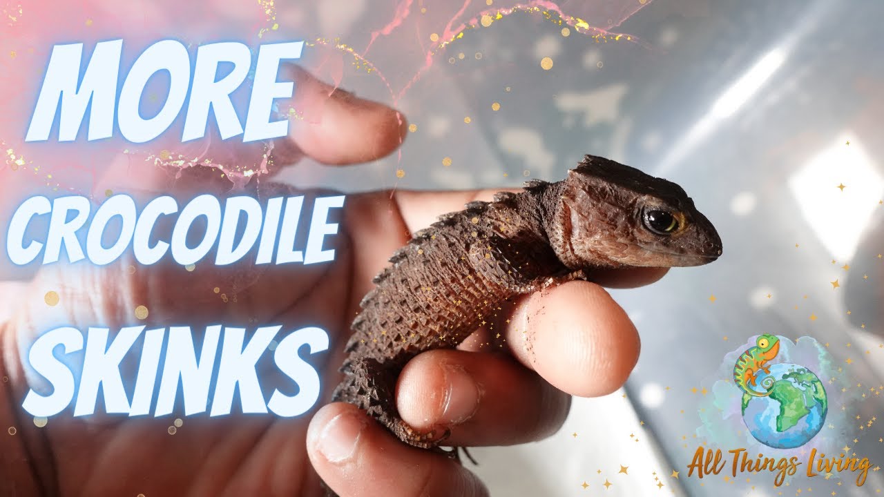 I Bought more Crocodile Skinks: I obviously Can't be trusted