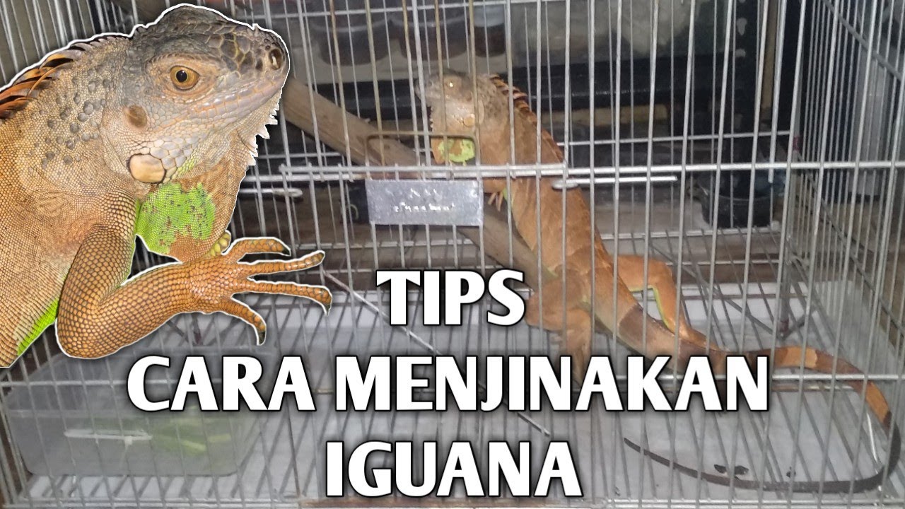 CARA MENJINAKAN IGUANA YANG GALAK DAN GESIT
