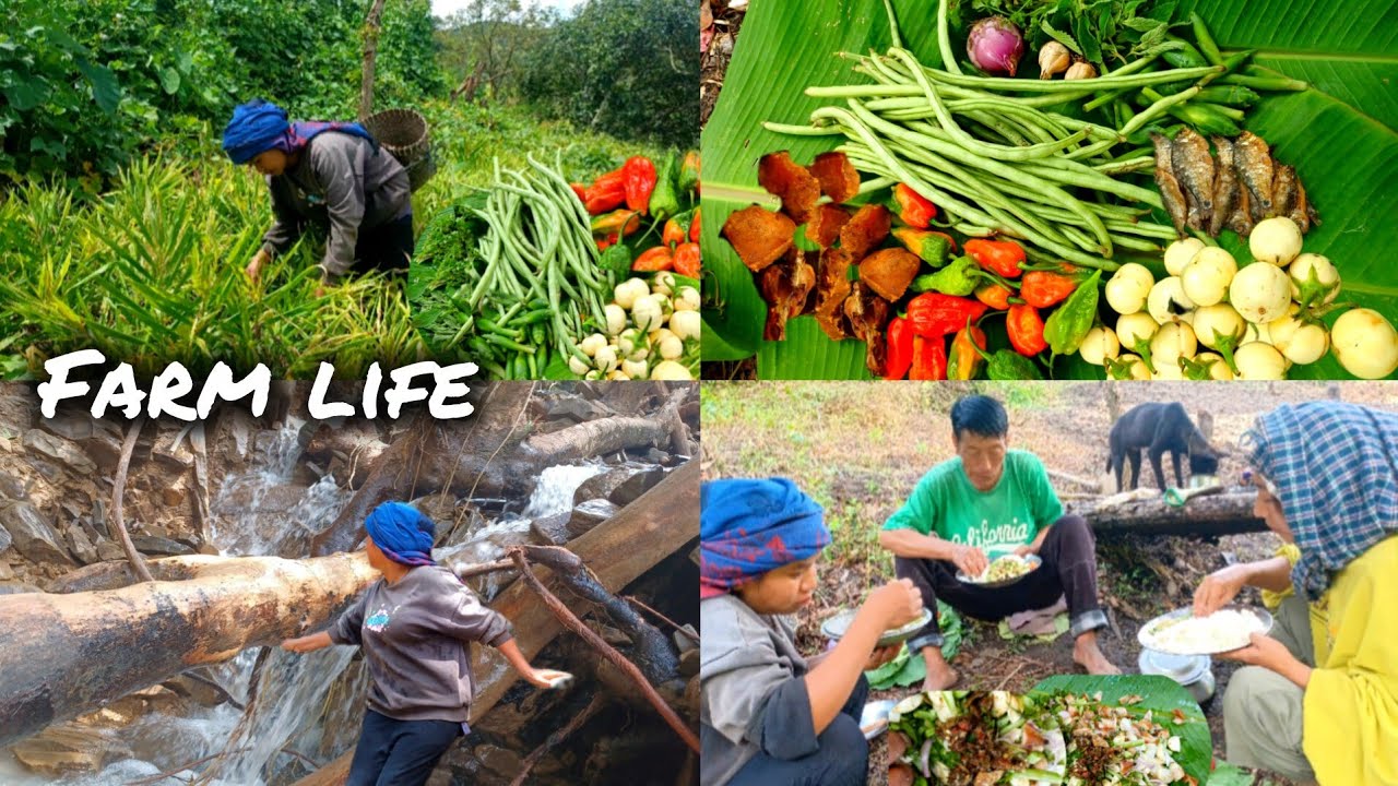 Tangkhul Naga family village life in Manipur /sowing /cooking /Villagelife