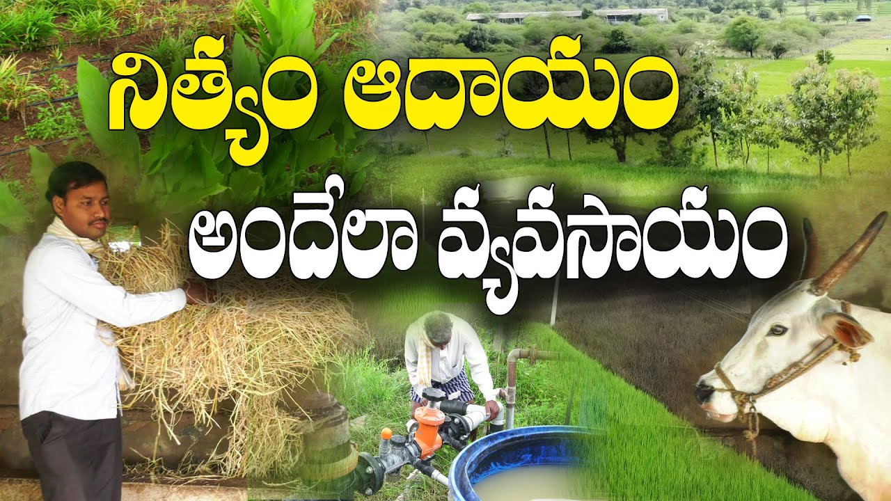 7 ఎకరాల్లో సమీకృత వ్యవసాయం || వరి, అల్లం, 5 అంచెల్లో పండ్ల చెట్లు || Integrated Farming || Nagaraju