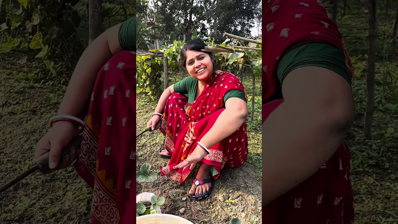 আমি জমিতে এসেছি স্ট্রবেরি গাছ লাগাতে 