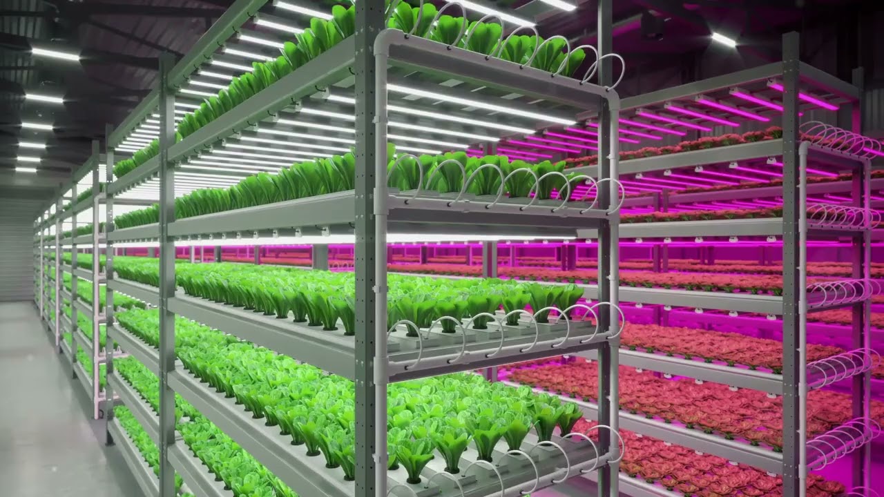 Hydroponics, Aquaponics, Aeroponics PROS and CONS