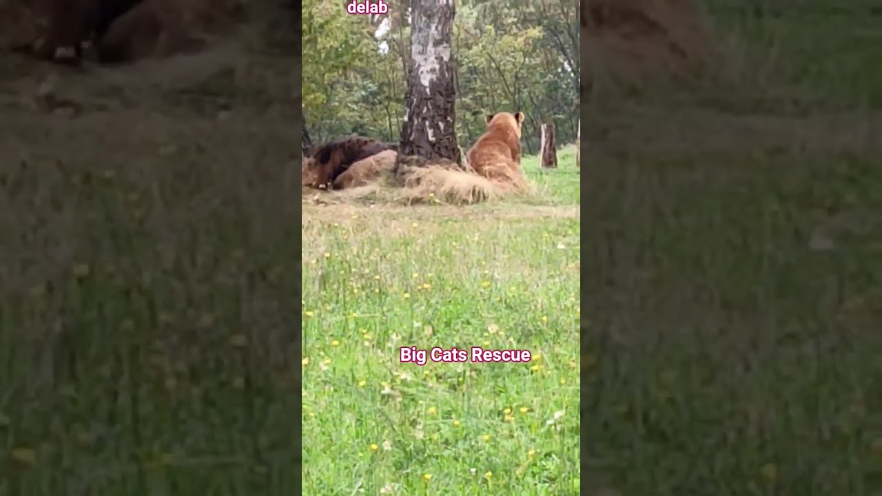 Lion and lioness Big Cats Rescue. #delab #positivity #safari #africa