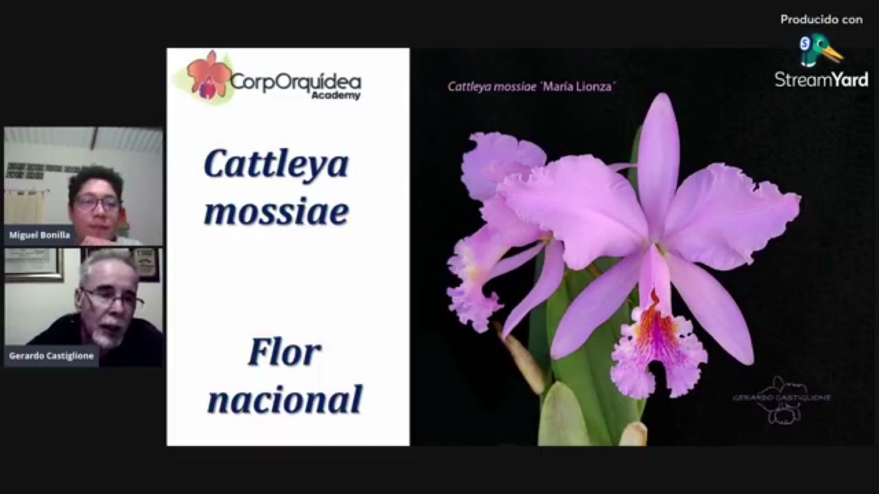 Cattleya mossiae: historia, manejo y cultivo - Semana Cultivo de Orquídeas Gerardo Castiglione