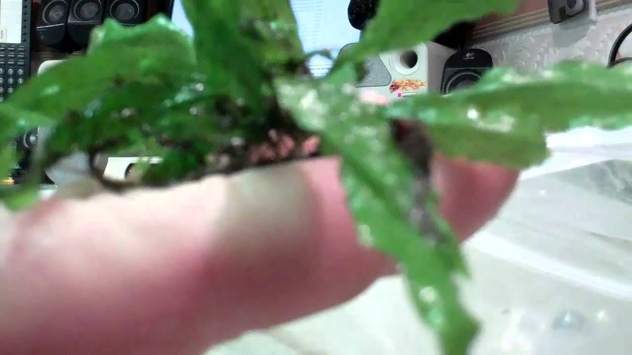 plant tie-down trick