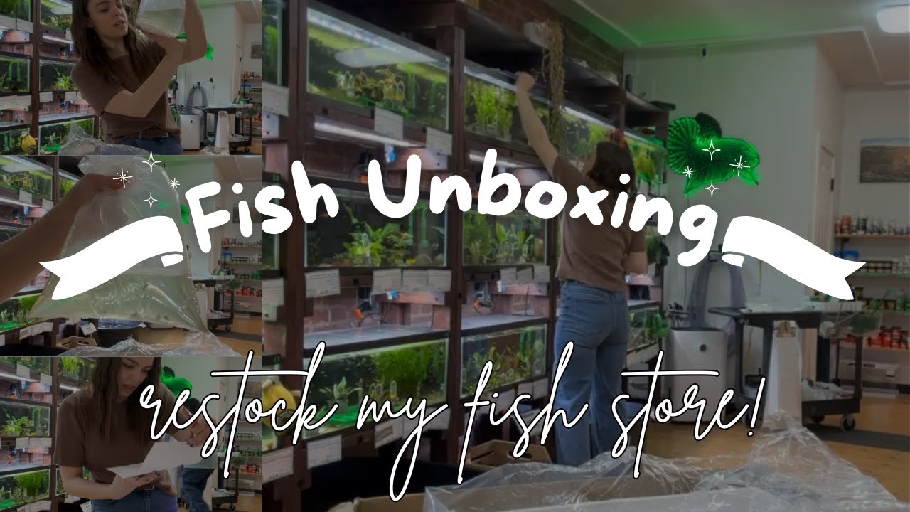 Fish Unboxing | Restocking my fish store!