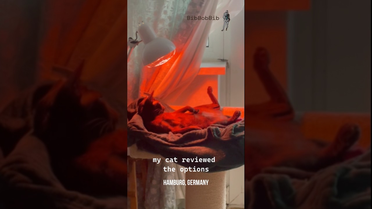 Indoor Cat Refuses Winter Outside | BibBobBib
