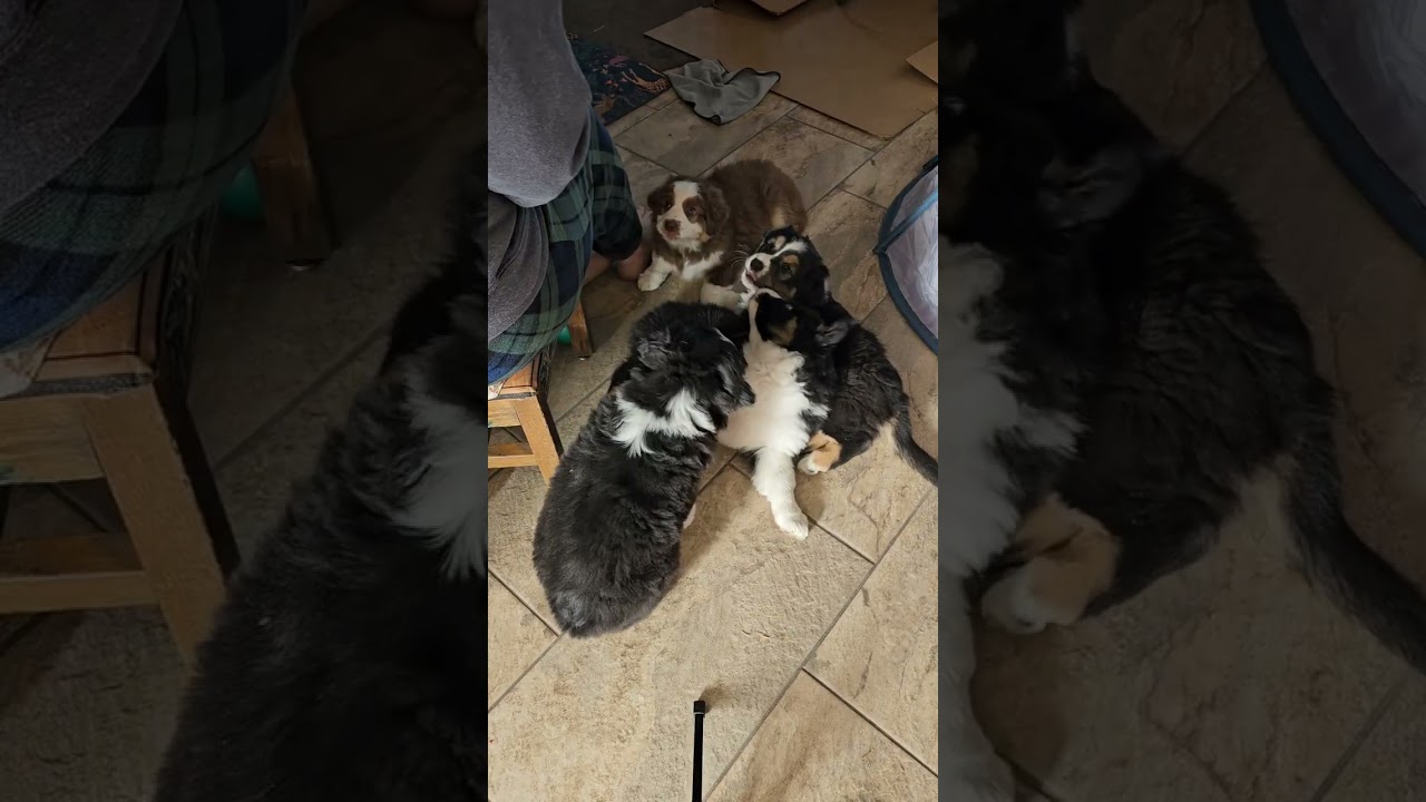 6 week old Puppies Learning Sit and Down!