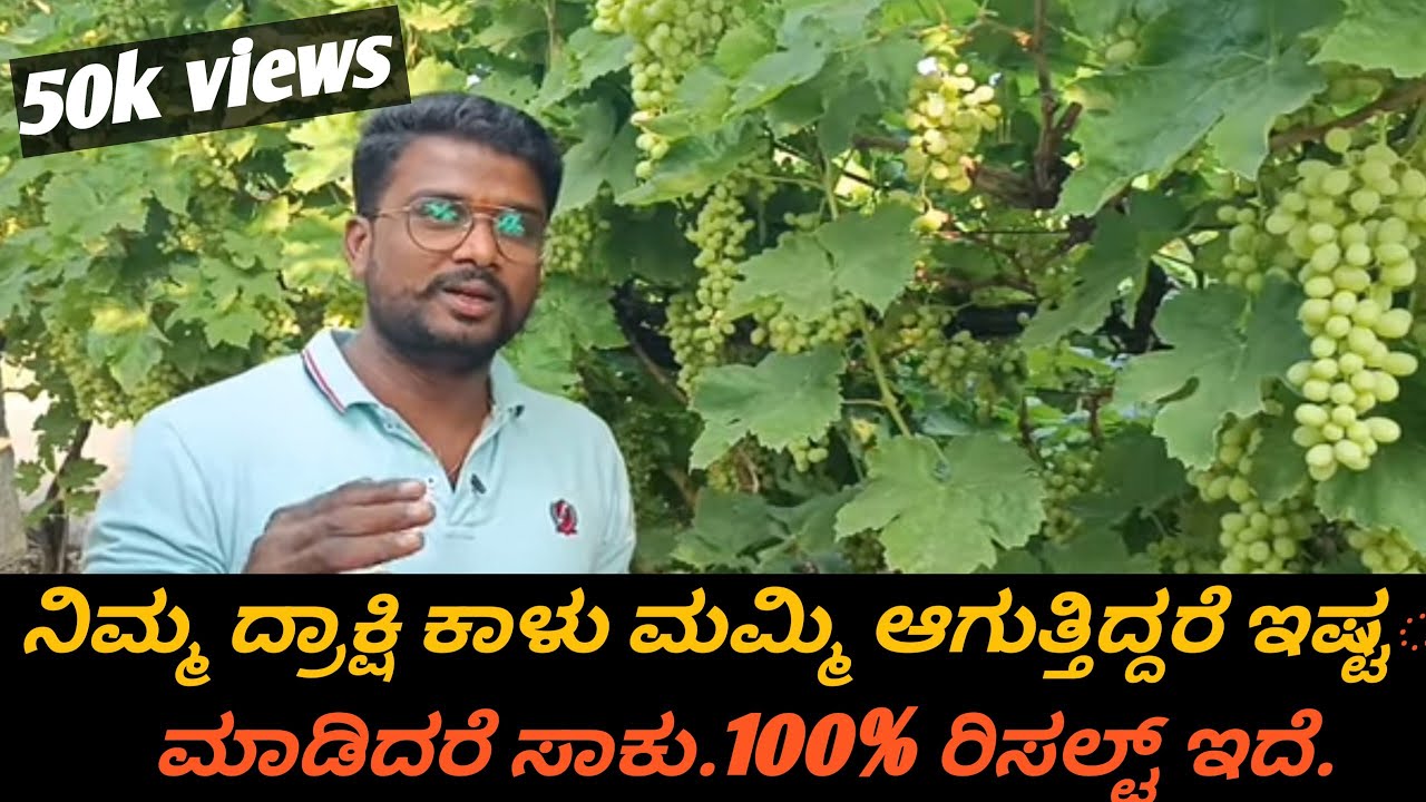 🍇🍇 ನಿಮ್ ದ್ರಾಕ್ಷಿ ಮಮ್ಮಿ ಅಗ್ತಿದ್ರೆ ಈ ವಿಡಿಯೋ ಪೂರ್ತಿ ನೋಡಿ..🍇🍇💪💪