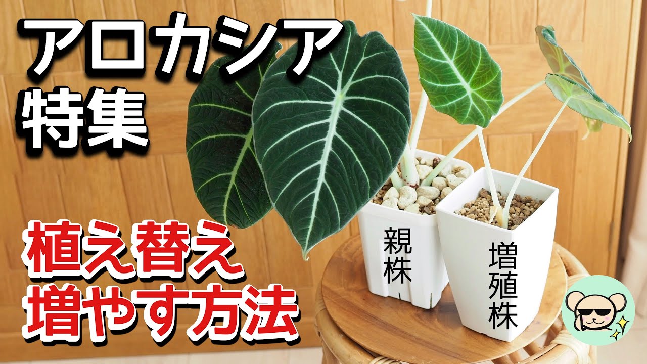 【アロカシア】育て方・植え替え・増やし方【ハイドロボールへ移行する方法】