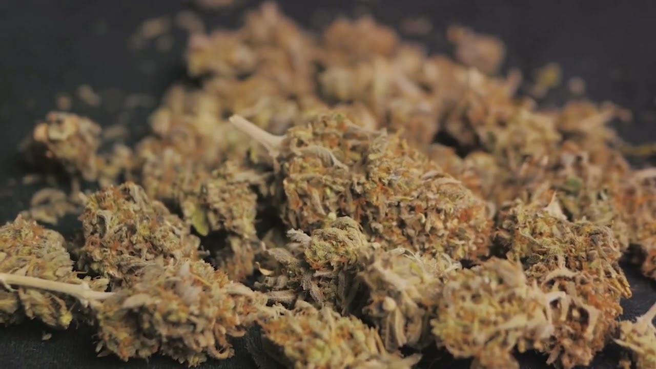 Harvesting THCA  The Ultimate Guide