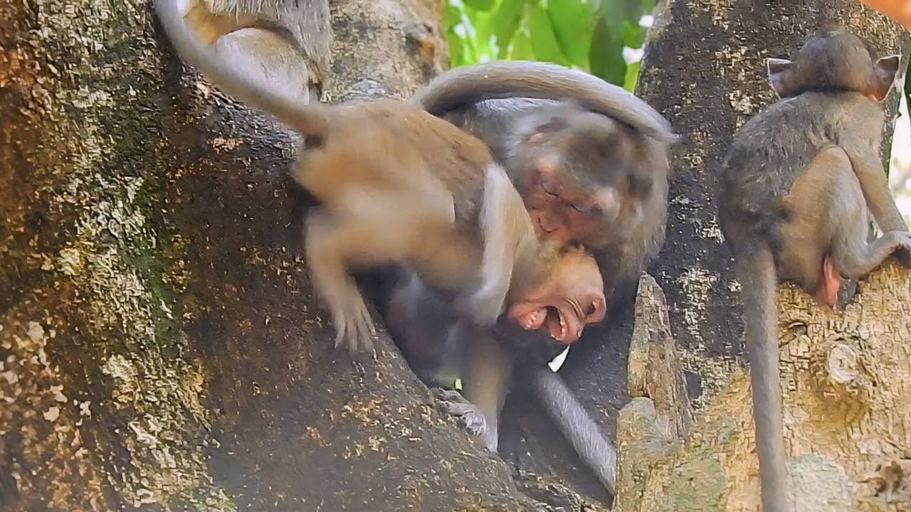 Spoil teenage monkey try to request milk from mother many time, teenage monkey was bea-ten by mother