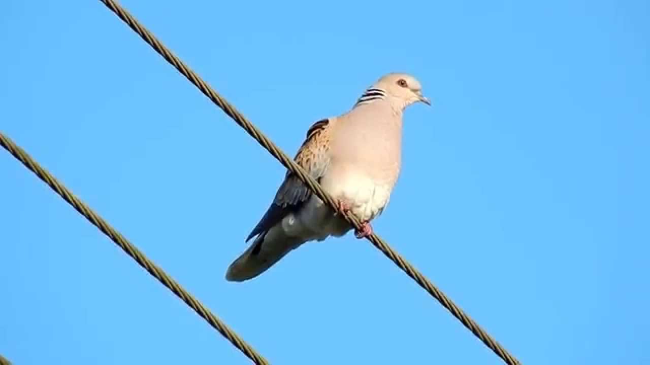 Turtle Dove Purring at RSPB Otmoor, Oxfordshire - 16th May 2015