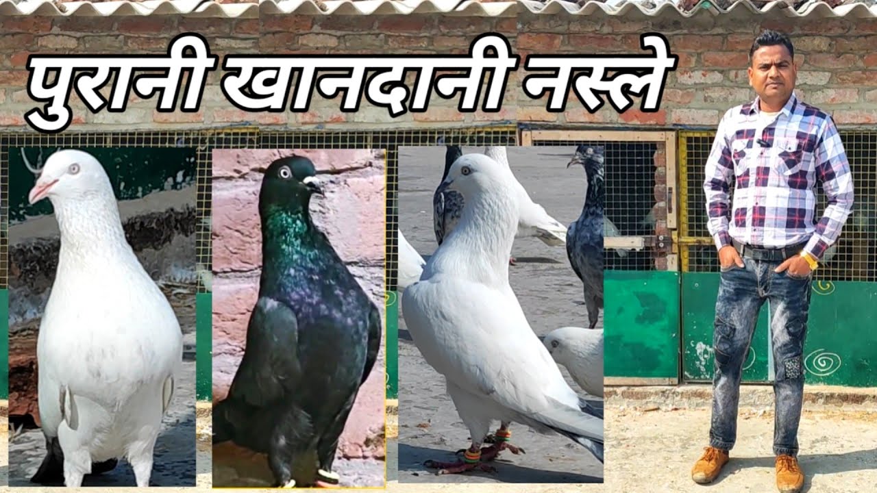 Rampuri Kabootar! Kaldume Kabootar! Laldume Kabootar! Arshad idrisi Pigeon  