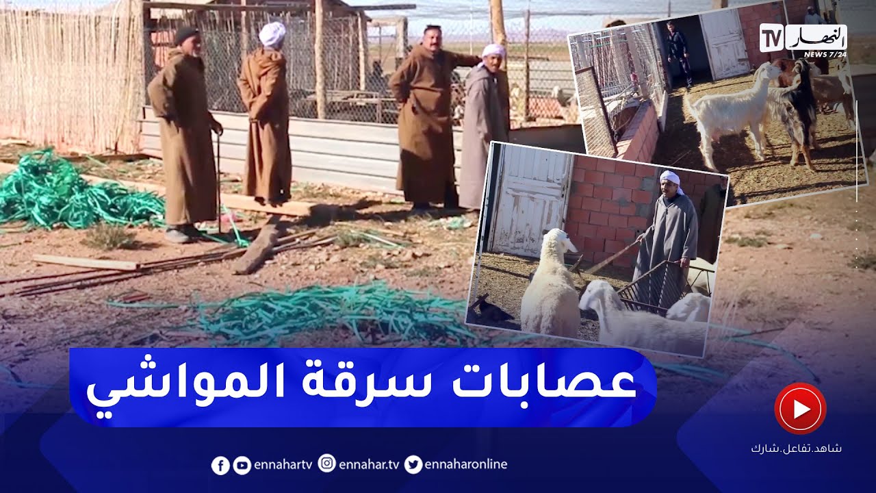 تنامي ظاهرة سرقة المواشي.. رعب وتخوف وسط الموالين
