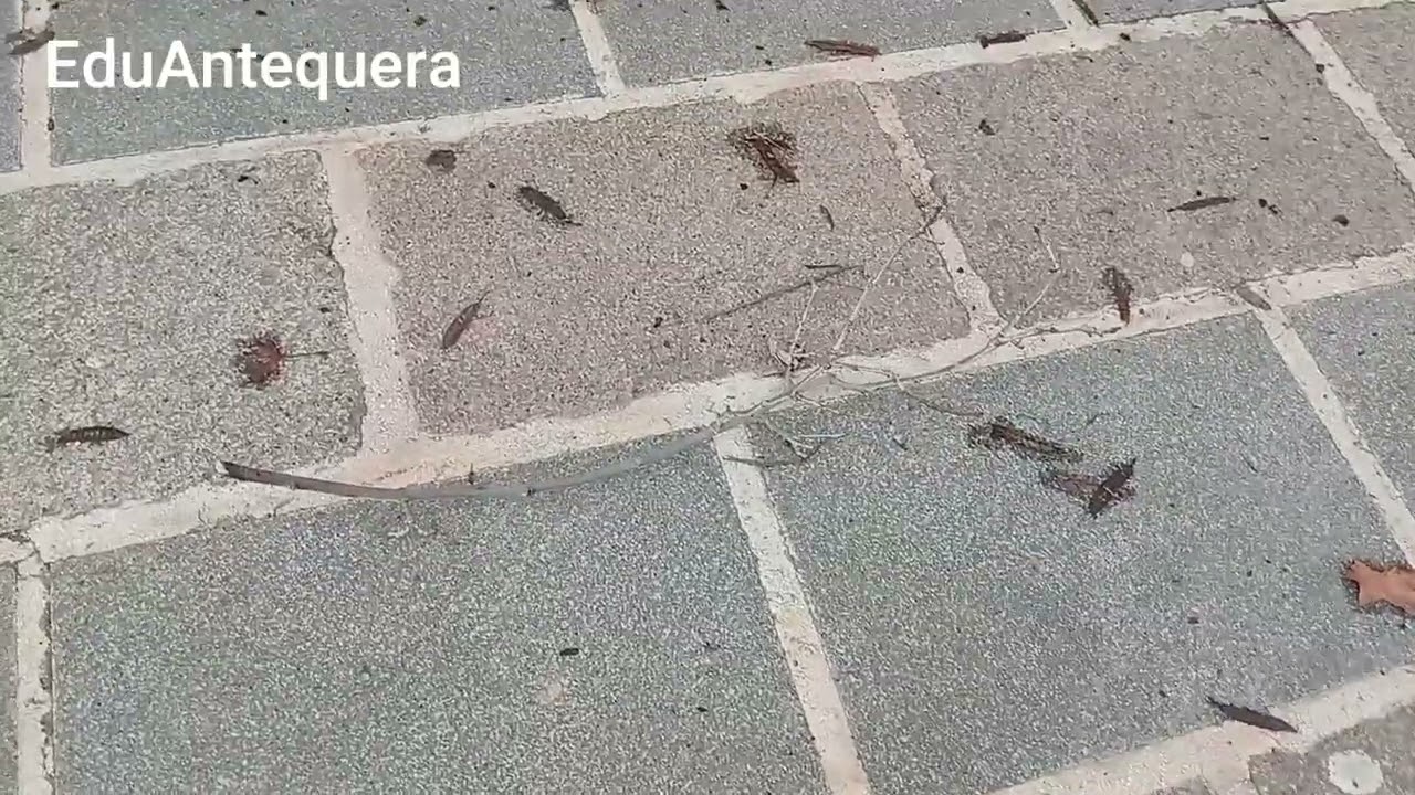 Destrozos de la borrasca Kristin en la madrugada 27-01-2026 en Antequera #borrasca #seguridad 
