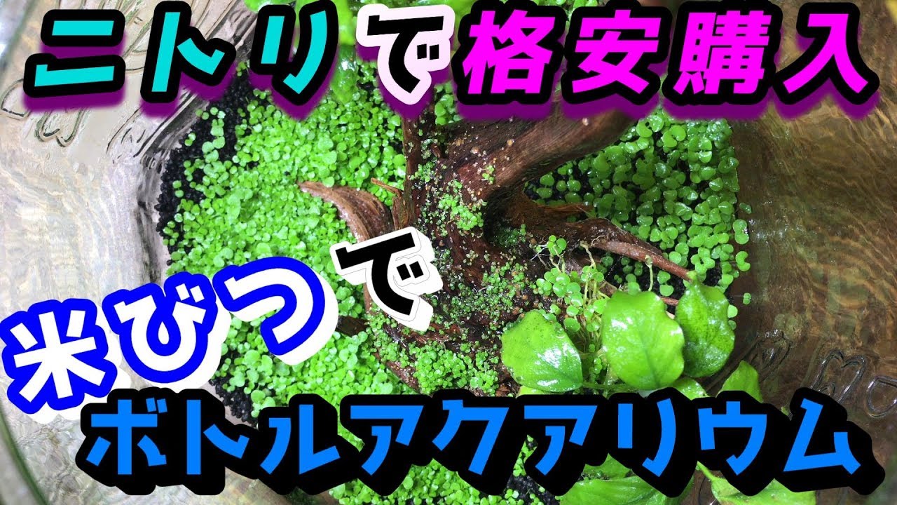 米びつでボトリウム！？ニトリで買った格安ガラスジャーでボトル アクアリウム【熱帯魚/水草/水草の種】