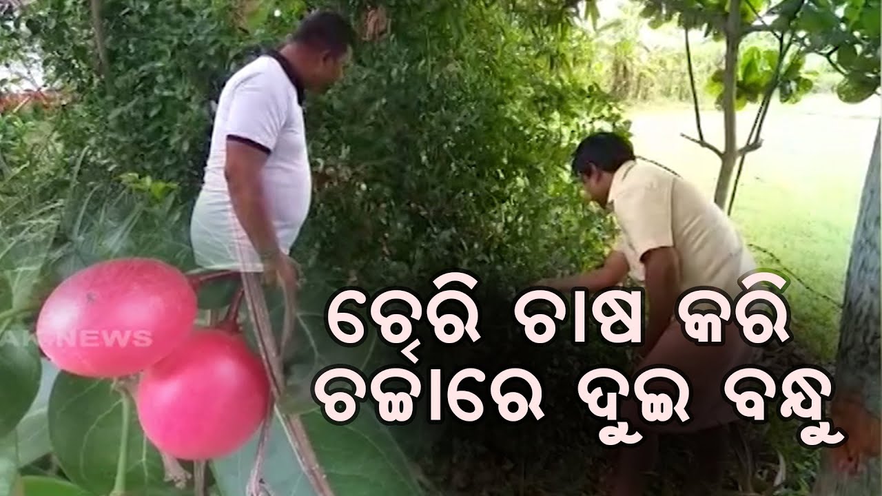 Bazaar Halchaal: 2 Friends Gets Successful From Sweet Cherry & Grapes Plantation In Kendrapara