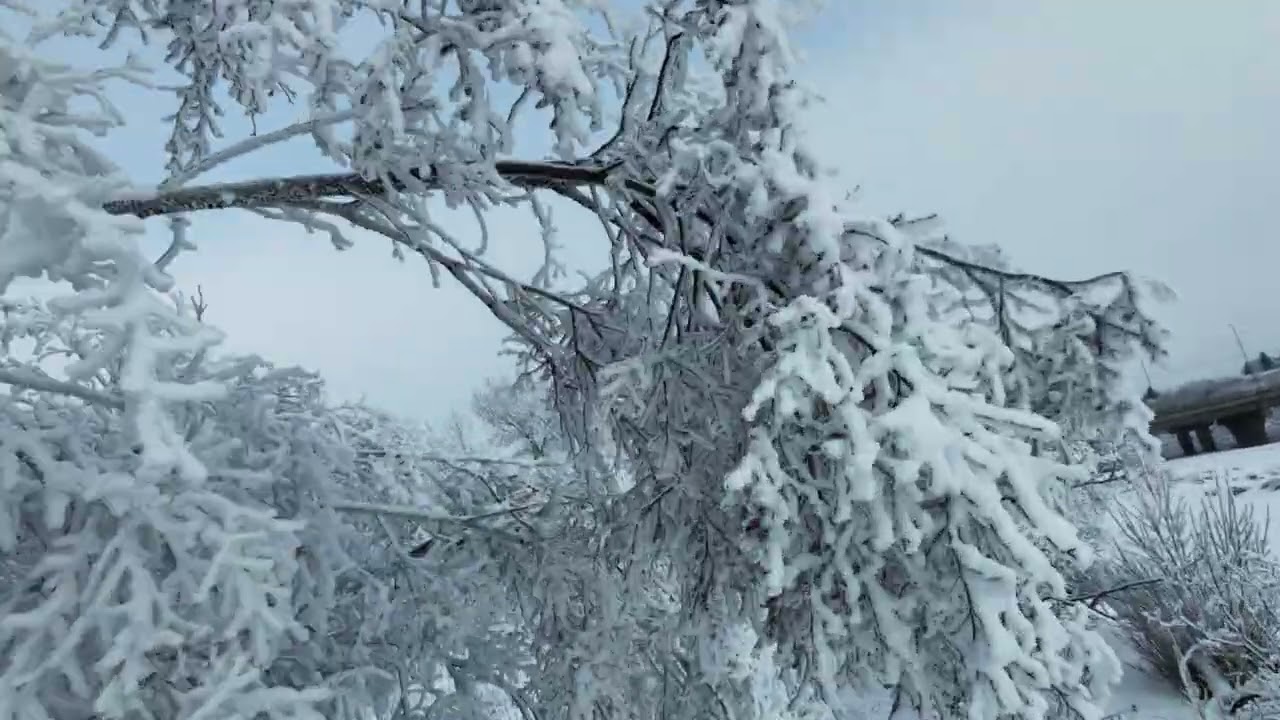 Neo 2 Frosty trees January 4 2026