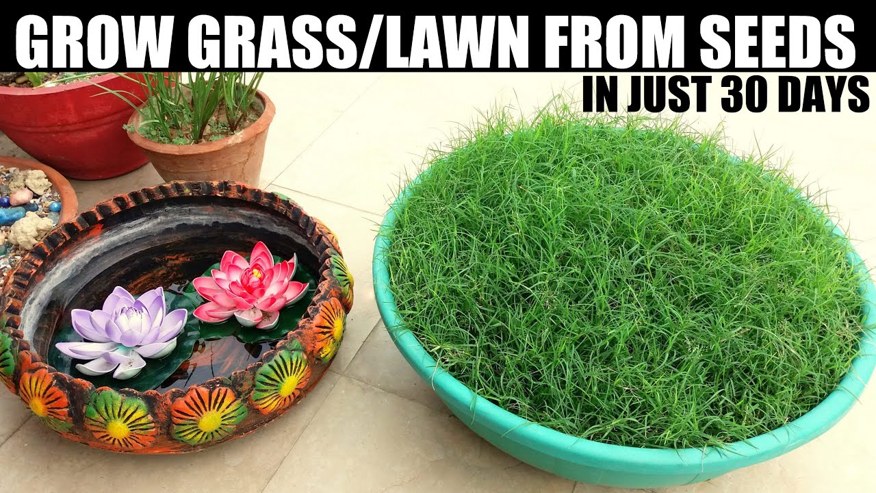 How To Grow Grass From Seed | SEED TO FINAL RESULT