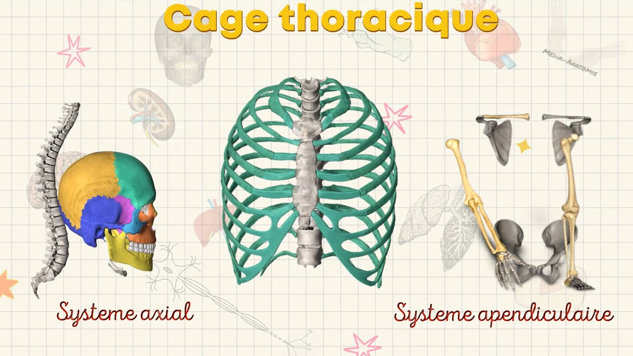 CAGE THORACIQUE | Sternum | Angle de Louis | ANATOMIE DESCRIPTIVE