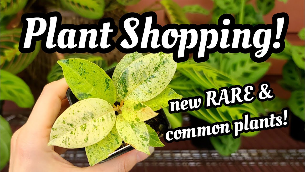 НОВОЕ ПОСТУПЛЕНИЕ!! 😍 Покупка растений в Paul's & Sandy's Too в Ист-Хэмптоне, штат Коннектикут!! ...