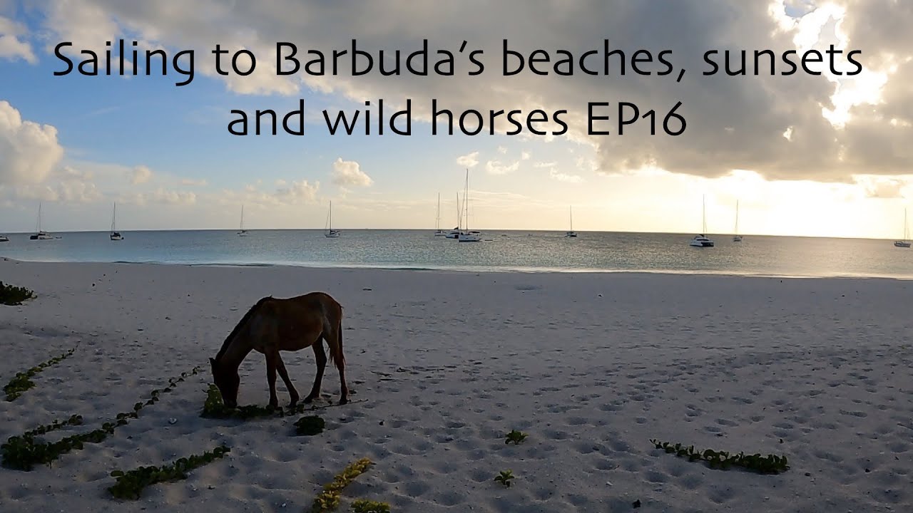 Sailing to Barbuda beach and wild horses EP16