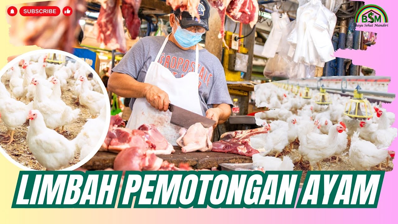 MEMANFAATKAN LIMBAH DARI TEMPAT PEMOTONGAN AYAM