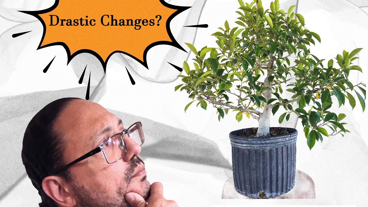 Drastic Cuts, Better Future | Bonsai Transformation