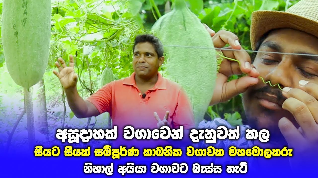 අසූදාහක් වගාවෙන් දැනුවත් කල සීයට සීයක් සම්පූර්ණ කාබනික වගාවක මහමොලකරු නිහාල් අයියා වගාවට බැස්ස හැටි