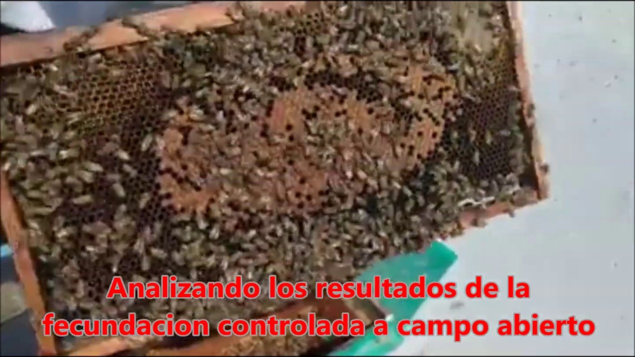 FECUNDACION CONTROLADA DE ABEJAS REINAS: manejo y resultados pros y contras (COMPLETO)