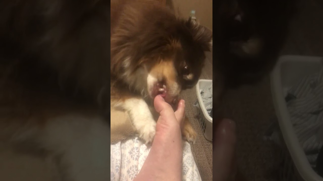 Dog biting nails ASMR