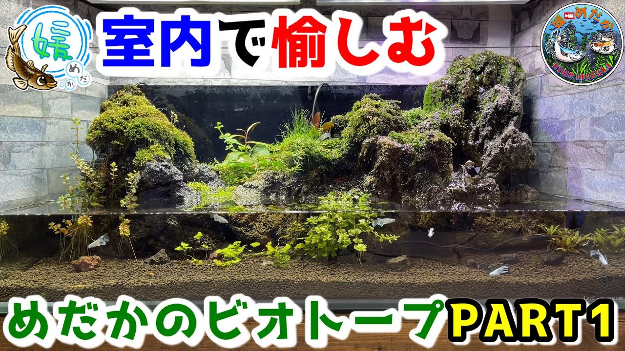 【めだかのビオトープ】室内で楽しむ心地よい滝の音♪メダカの室内ビオトープPart.1【媛めだかアクアテラリウム】