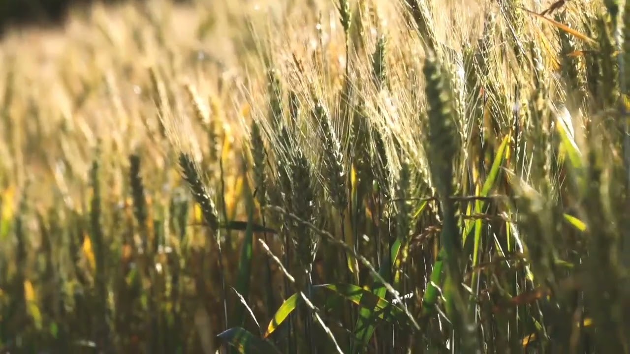Relaxing Wind Sounds Effect | Wind Blowing Through A Wheat Field