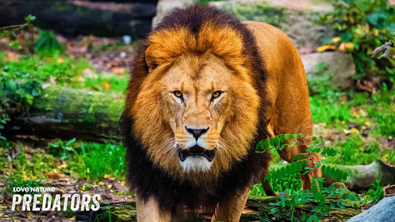🔴 24/7 LIVE: Wildlife Showdown | Love Nature: Predators