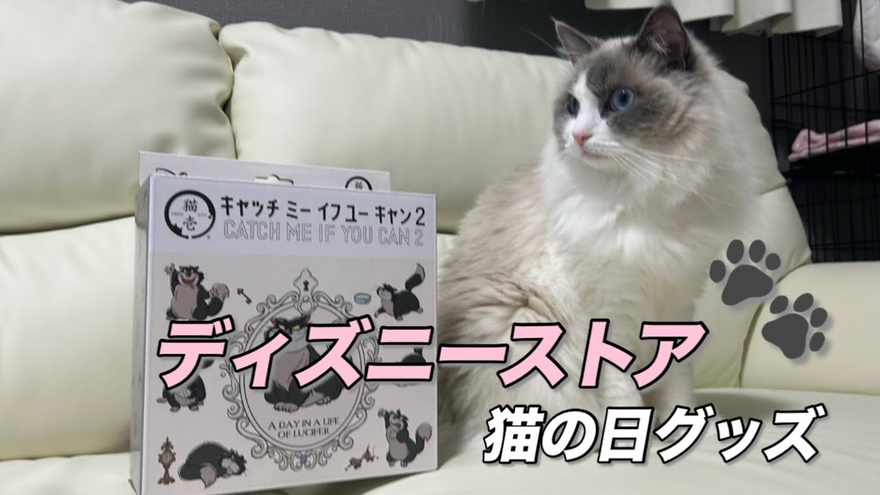 ディズニーストアの猫のおもちゃ買ってみた/Tried Disney Store Cat Toys
