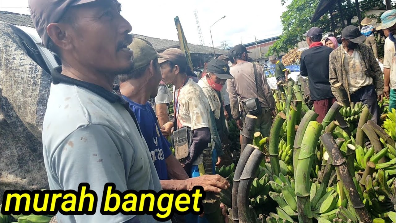 beli pisang se X nawar langsung di kasih akibat frustasi 1jam dapat se truk