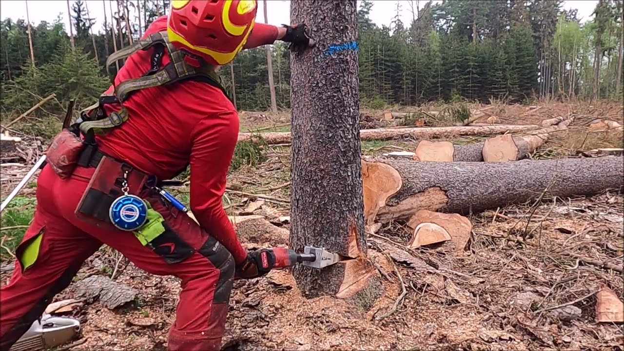 Work in the forest with STIHL MS 500i and felling wedge TR30-AQ - 23/22