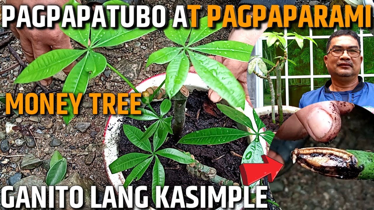 MONEY TREE (CHESTNUT) MADALING PARAAN NG PAGPAPATUBO AT PAGPAPARAMI - GANITO LANG KASIMPLE