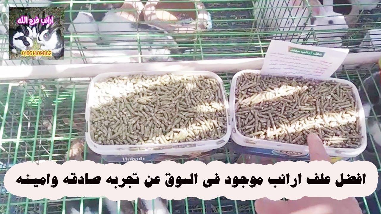 افضل علف ارانب موجود فى السوق عن تجربه صادقه وامينه