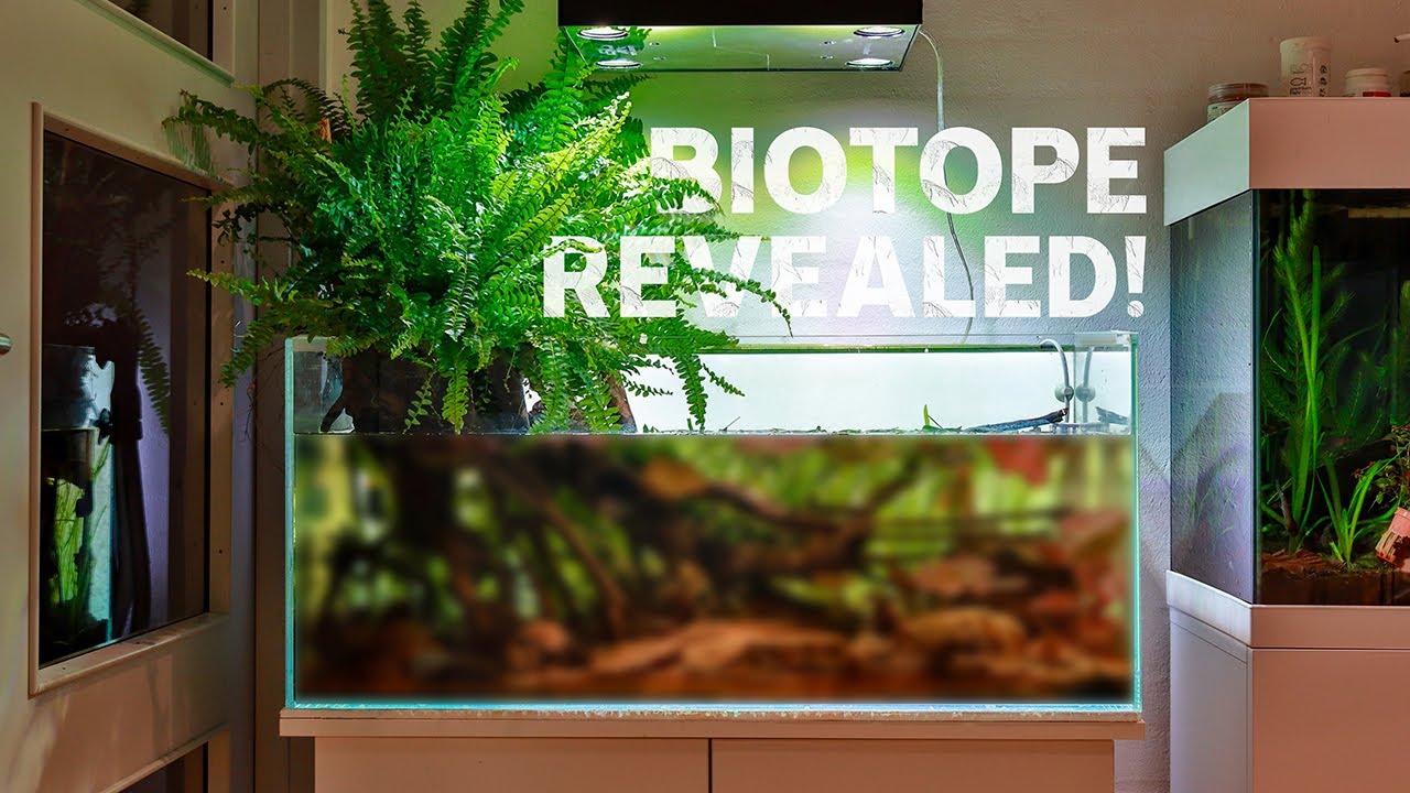 AWARD WINNING Blackwater Biotope Aquarium - Cinematic 4K