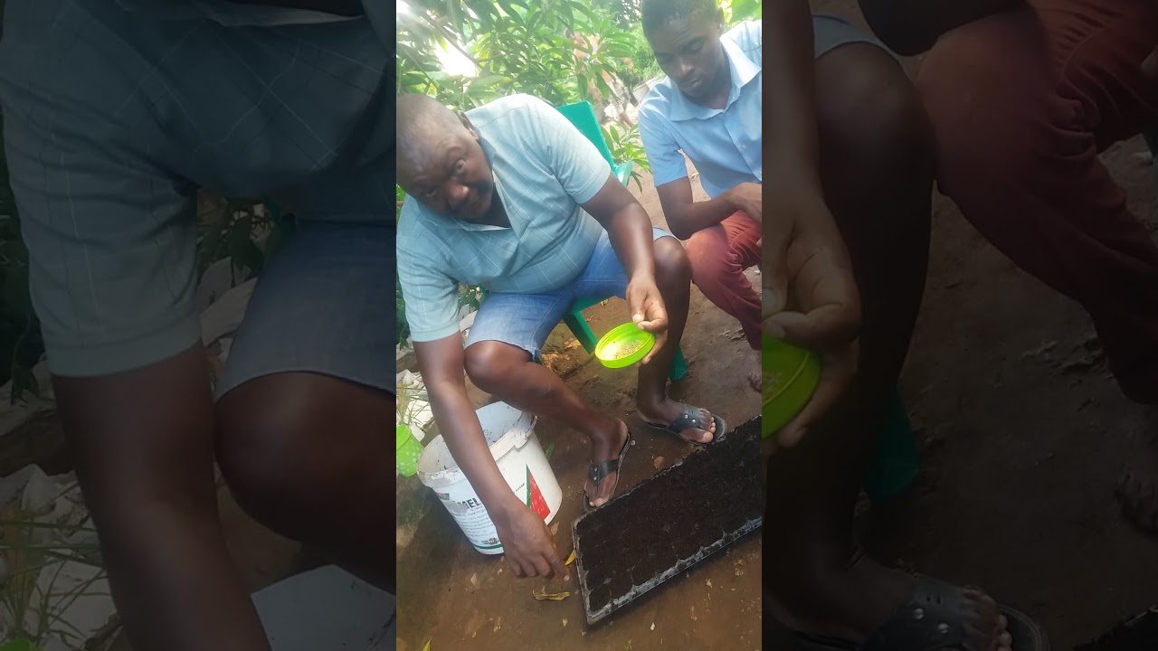Uwoteshaji wa pilipili za mwendokasi