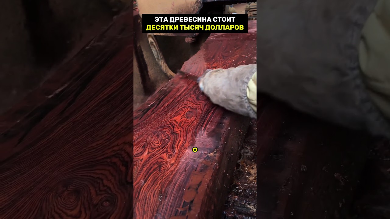Это дерево стоит миллионы